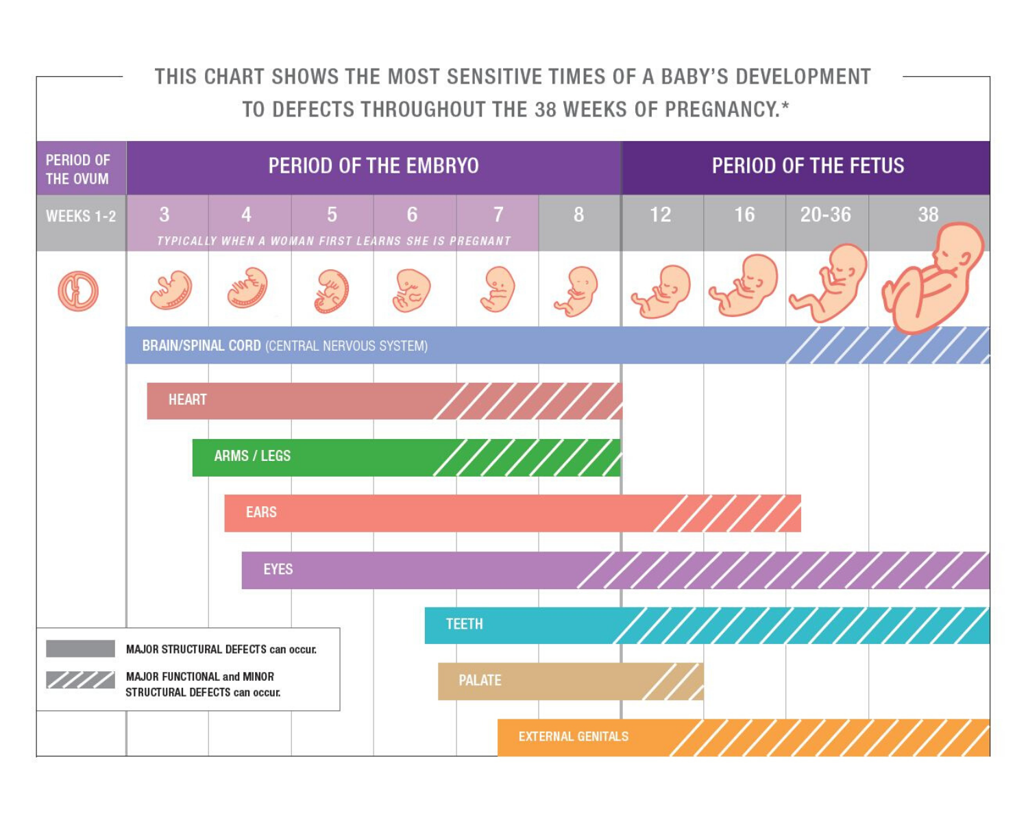 Critical Period Baby Development: The Importance of Early Life Experiences