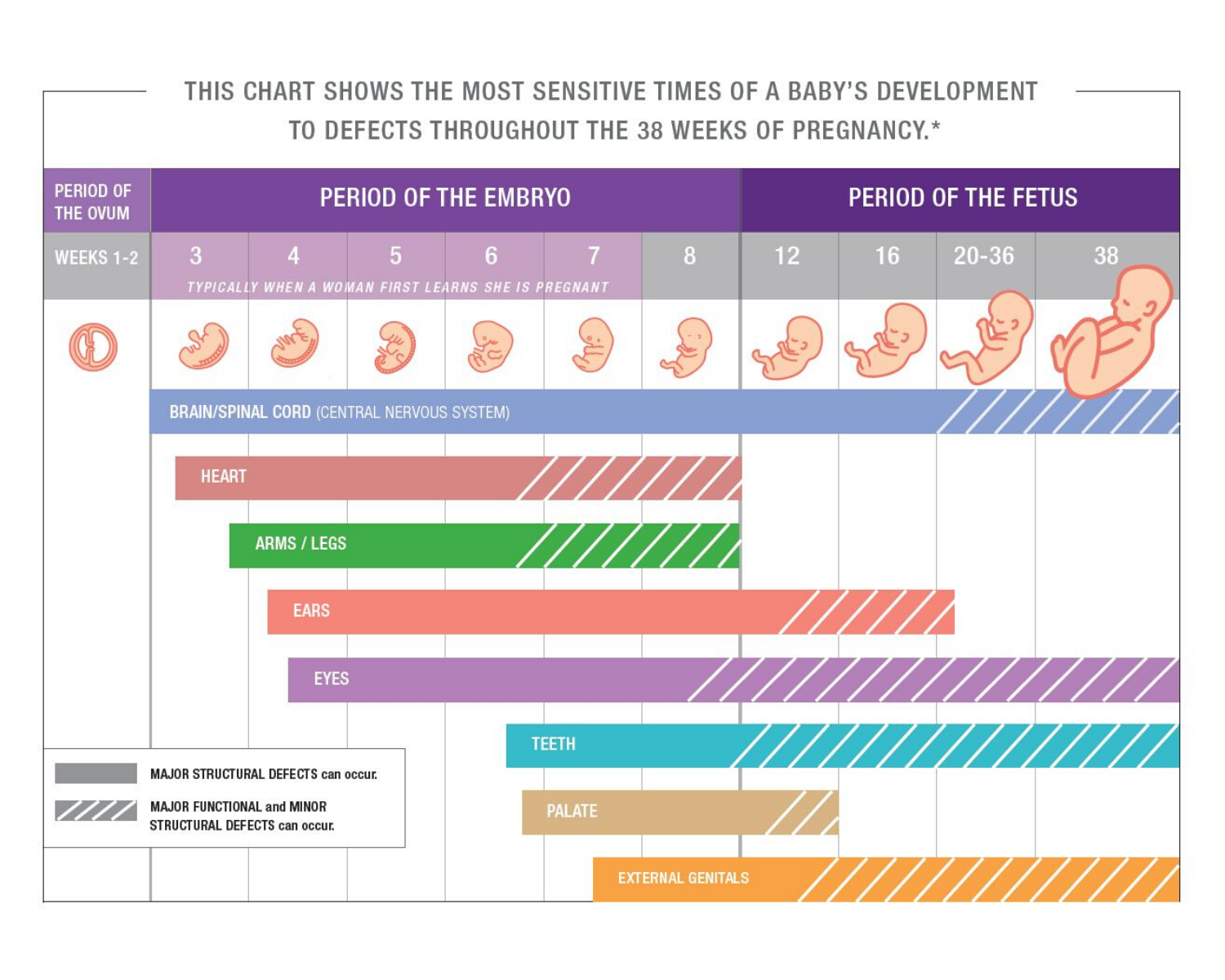 the growth cycle of a fetus