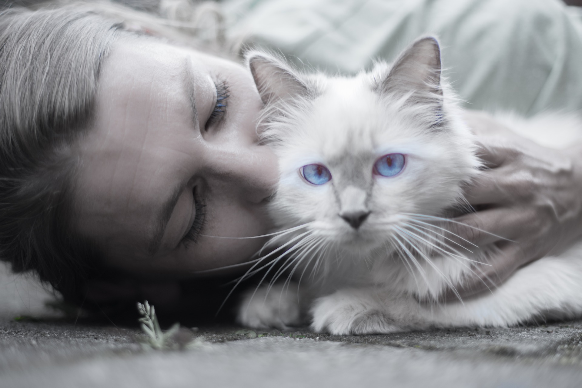 changing cat box when pregnant