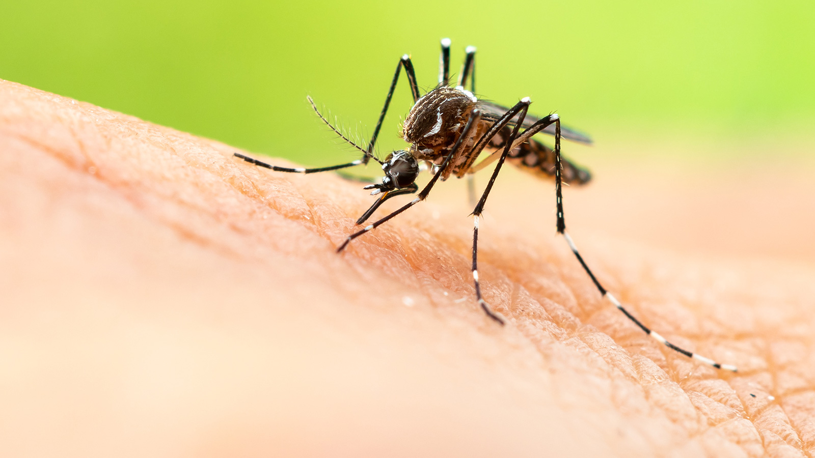 Zika - MotherToBaby