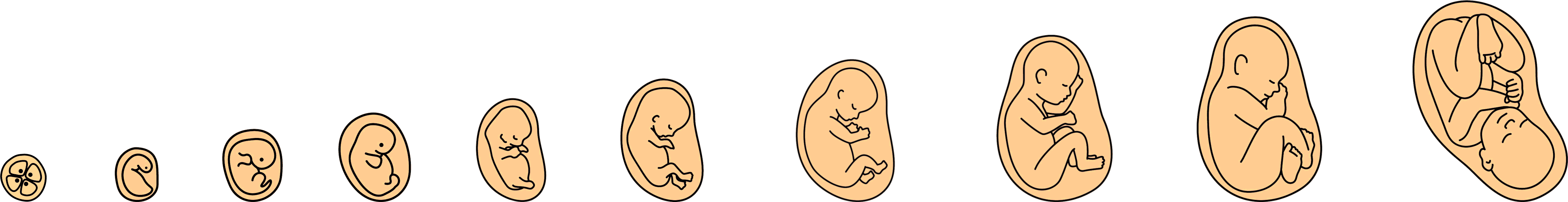 The development of the embryo. Prenatal development of the baby in a months. Credit: juli-julia